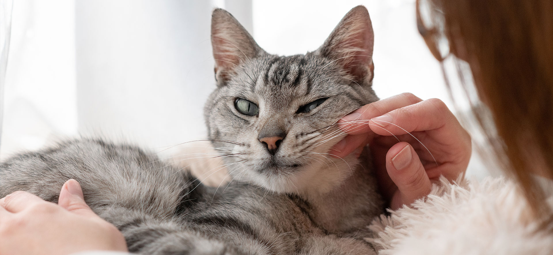 gatito nuevo en casa